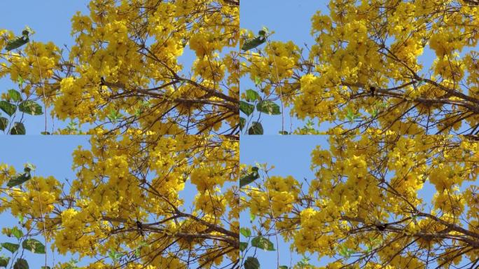 树枝上的一种可变黄鹂 (Icterus pyrrhopterus) 鸟。