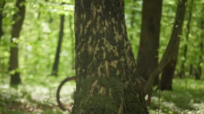 一个骑自行车的人很快穿过林道。他正在快速冲刺。摄像机从左向右移动并跟随他。4K