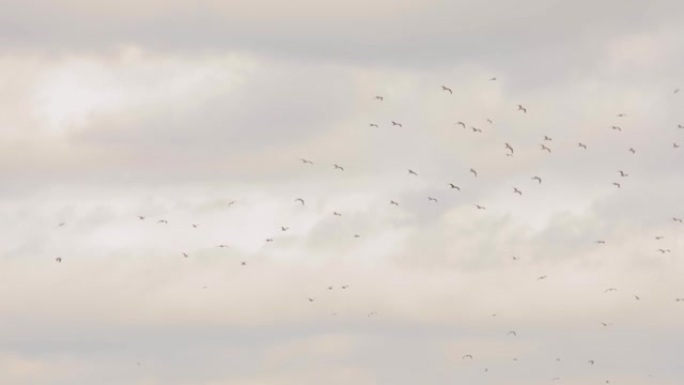 天空中的鸟群，乌云密布的天空背景上的鸟儿，灰暗的天空与鸟儿