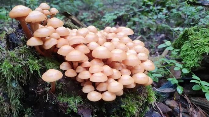 毒蘑菇生长在森林的树桩上。