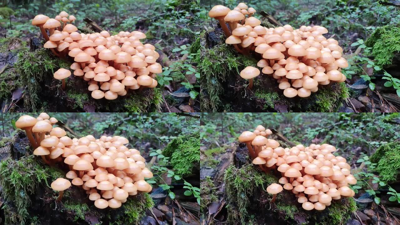 毒蘑菇生长在森林的树桩上。