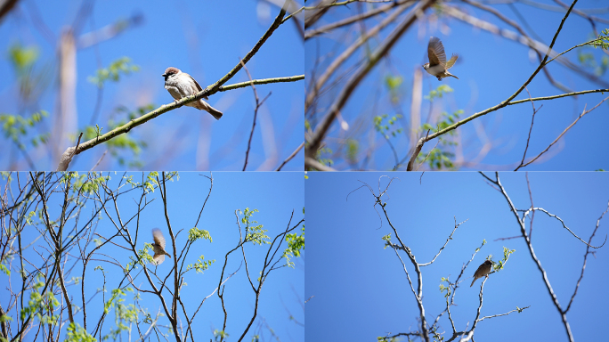 春天春分惊蛰处分树枝上的小鸟鸟报春
