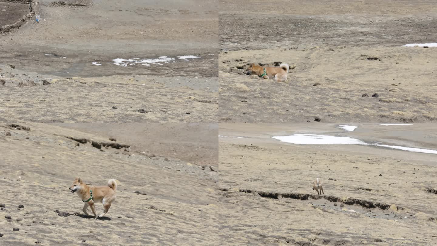 4K西藏山南市洛扎县高原上奔跑的柴犬