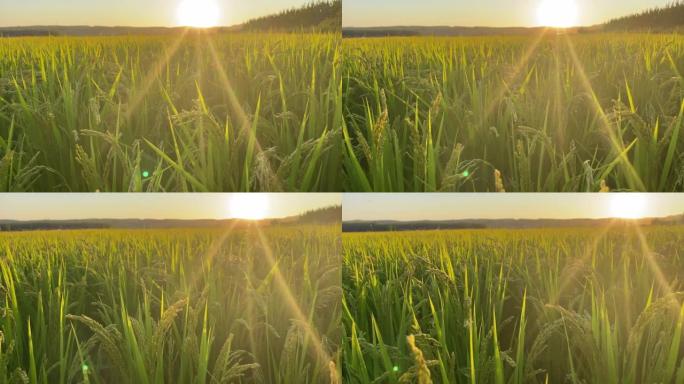 水稻特写。农业领域