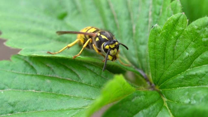 蜜蜂会自己洗。黄蜂坐在绿叶上。危险的黄色和黑色条纹普通黄蜂坐在叶子上