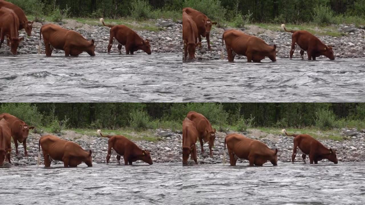 奶牛在河边喝水