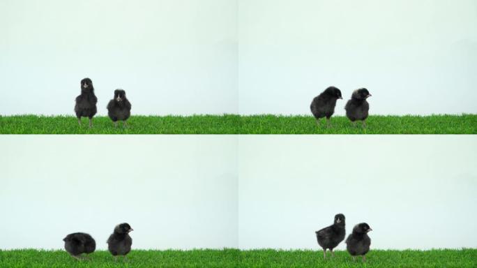 绿色草地和白色背景上的黑鸡。两只小鸡一起奔跑，并排站立。复活节黑孩子母鸡和公鸡。小幼崽。