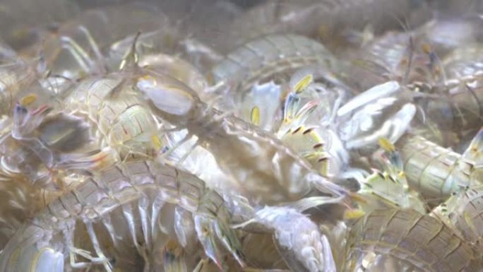 螳螂虾在水产市场鱼缸游泳