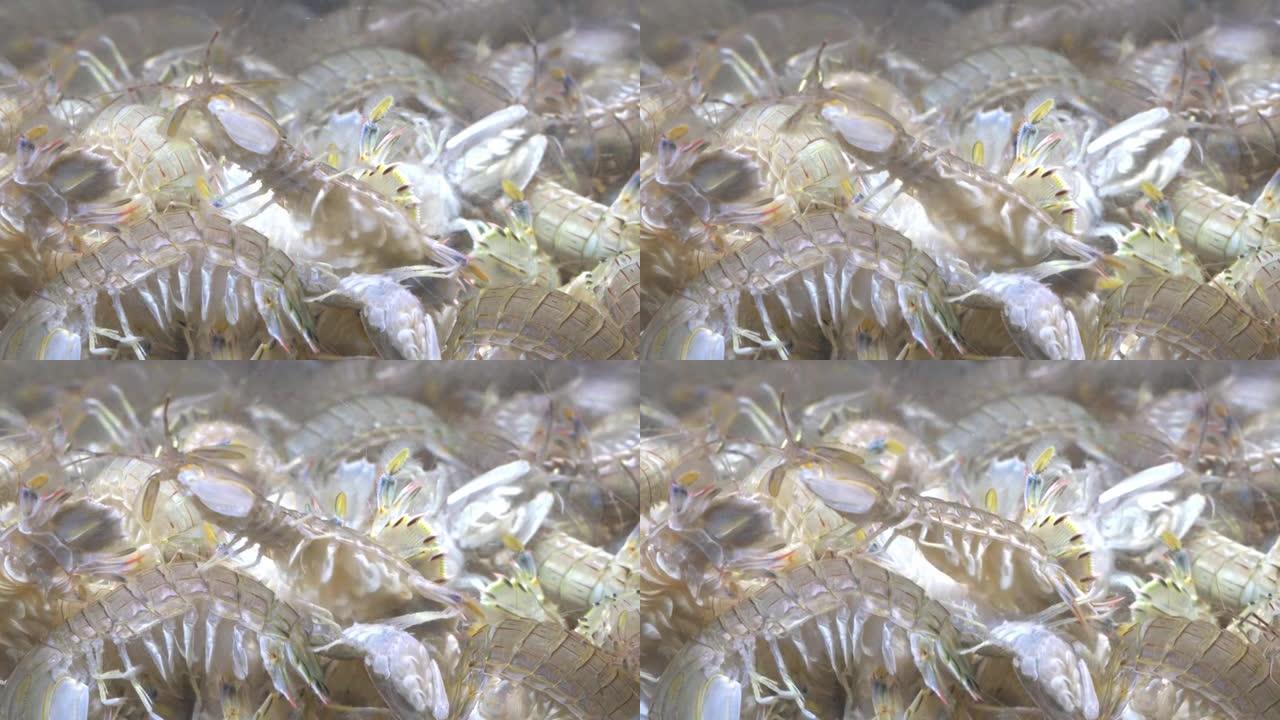 螳螂虾在水产市场鱼缸游泳