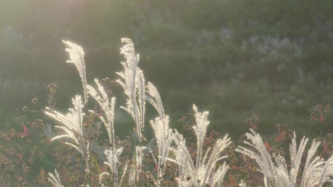 秋冬夕阳逆光芦苇