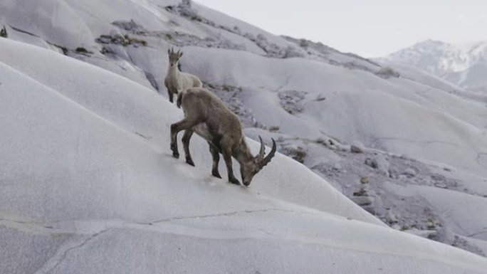 山岩Ibex walikng在岩石和石头上，背景是罗纳河冰川