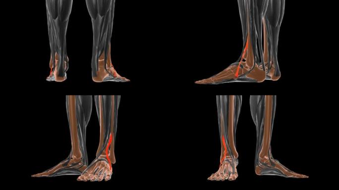 医学概念3D腓骨肌解剖