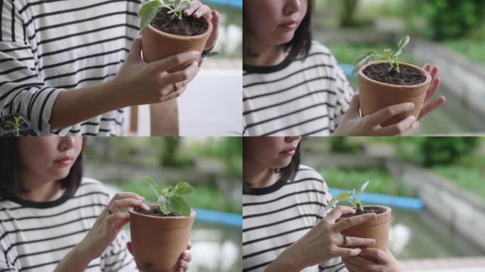 家庭爱好。育苗育秧花卉种植培育