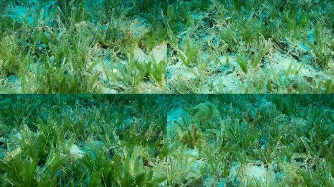嗜盐海草的特写。摄像机在覆盖着绿色海草的海底上方向前移动。水下景观，慢动作