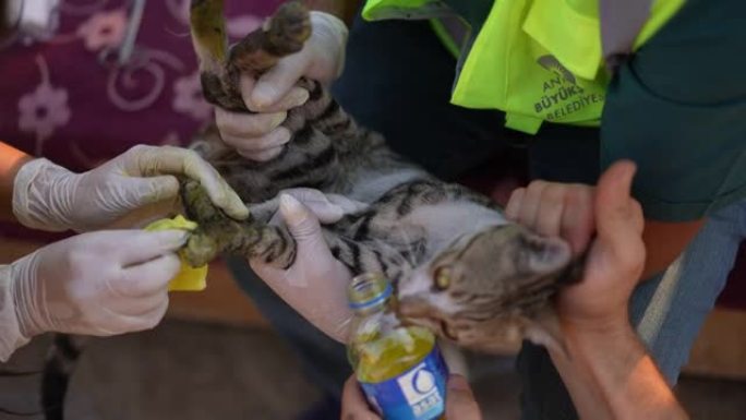 从森林大火中救出的猫正在接受兽医的治疗。