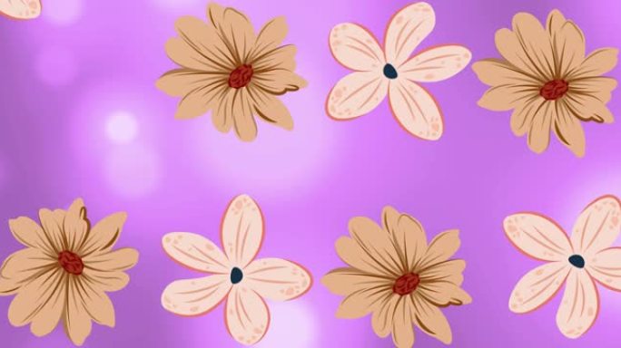 紫色背景上旋转的粉红色花朵动画