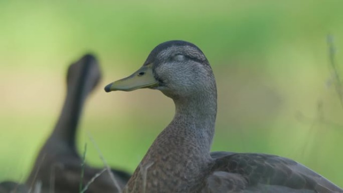 一只黑色野鸭闭上眼睛坐在草地上的侧视图