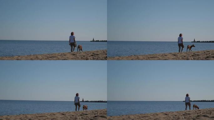 法老与女主人一起繁殖灰狗在大自然中玩耍和散步。海边。白天的蓝天。动物和人类之间的友谊。