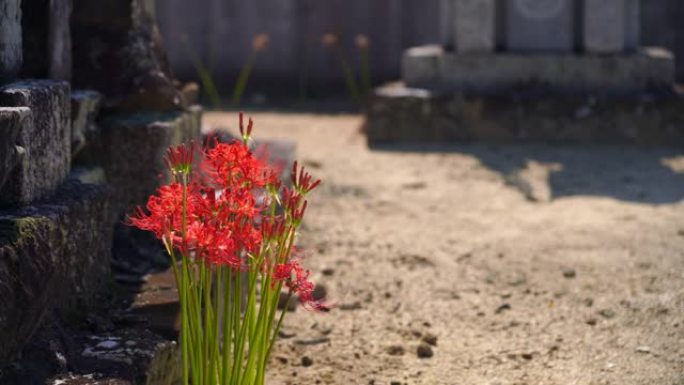 日本公墓盛开的簇状孤挺花