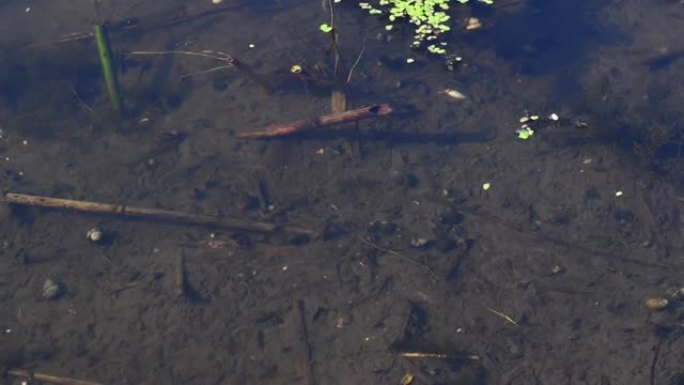 延时幼鱼幼虫在河清水中游泳