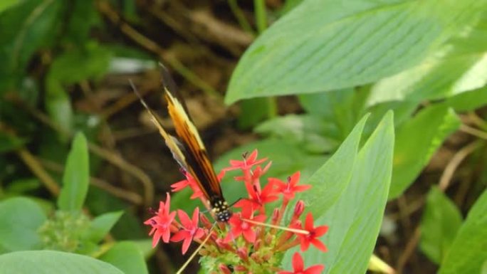 老虎长翼蝴蝶Heliconius hecale的特写