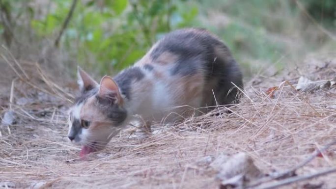 无家可归的三色猫在干燥的草丛中呕吐未消化的食物。缩放