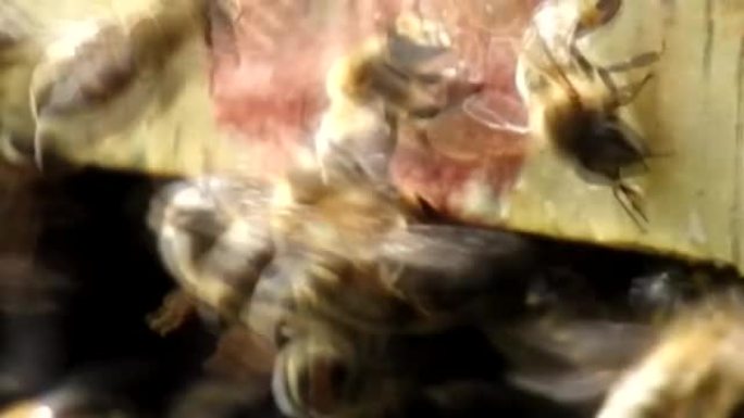 蜜蜂在蜂箱周围飞翔。养蜂概念。