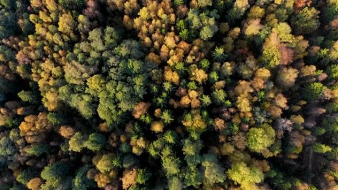 秋天色彩丰富的森林从上面，被无人机捕获。秋天橙色、绿色、黄色、红色的树叶树林。在阳光明媚的日子里，鸟