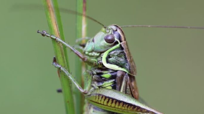 昆虫Roesel的灌木蟋蟀 (Metrioptera roeselii) 栖息在绿色的草叶上。捷克共