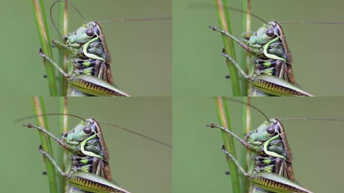 昆虫Roesel的灌木蟋蟀 (Metrioptera roeselii) 栖息在绿色的草叶上。捷克共