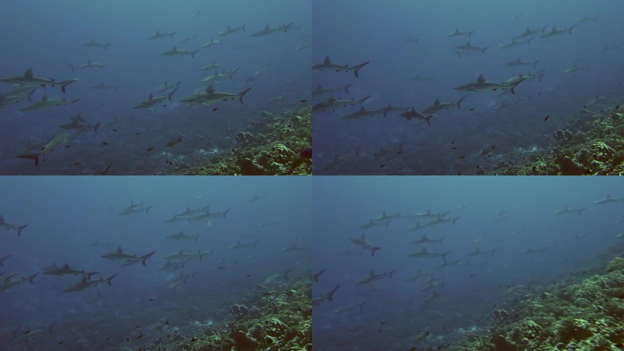 黑鳍灰色礁鲨学校在土阿莫图的蓝色水域水下游泳。