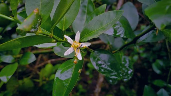柠檬是开花植物芸香科的一种常绿小乔木，原产于南亚，主要是印度东北部。