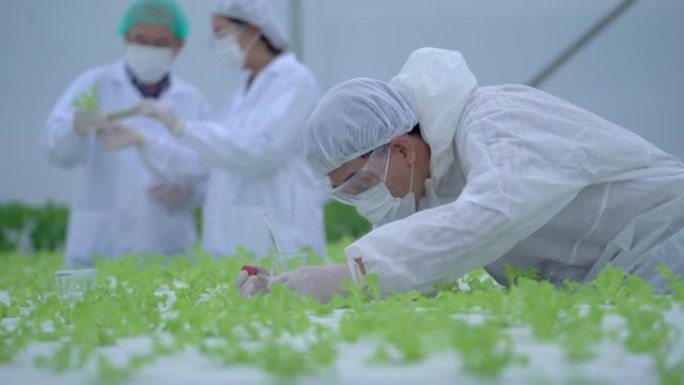 科学家在温室农场检查和测试用于喂养植物蔬菜的水化学物质。高科技有机农场。未来粮食的农业。通过水培生长
