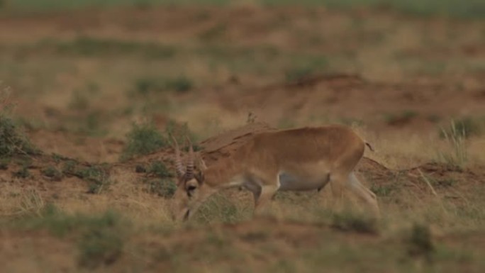 卡尔梅克共和国的赛加羚羊 (Saiga tatarica)