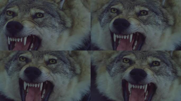 露出嘴巴和尖牙的毛绒可怕的狼。特写