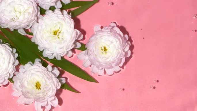 白色花朵孤立在粉红色的玫瑰背景，水面波纹和飞溅