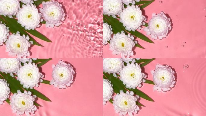 白色花朵孤立在粉红色的玫瑰背景，水面波纹和飞溅
