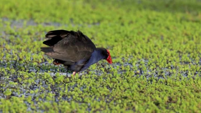在湿地上迈出一步的紫色swamphen的慢动作剪辑