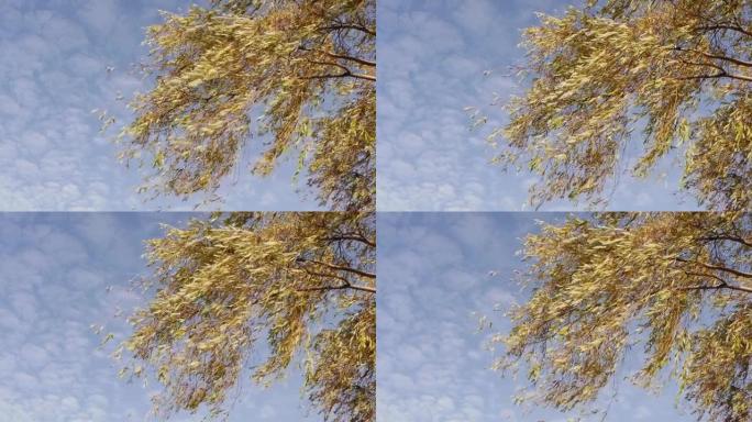 一根黄色叶子的树枝在风中飘动。