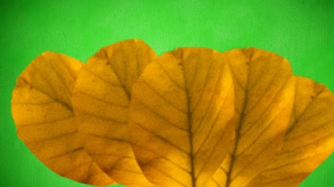 绿色背景上橙色秋叶的动画