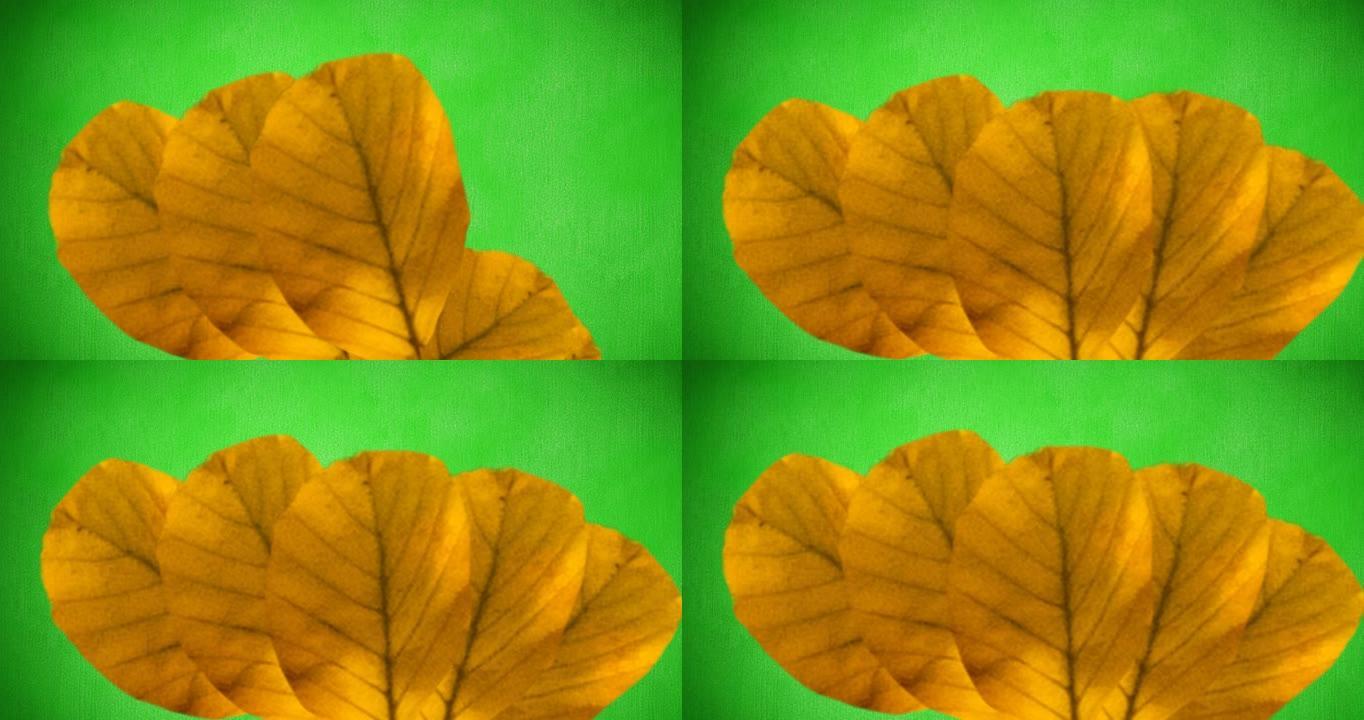 绿色背景上橙色秋叶的动画