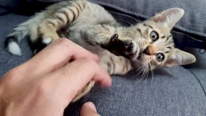 托比猫咬手指