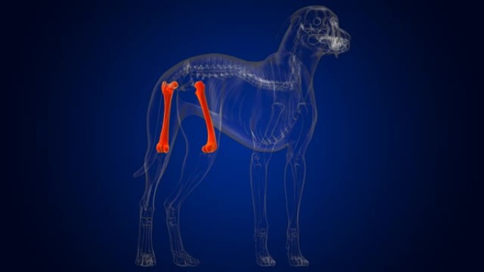股骨骨狗骨骼解剖医学概念3D