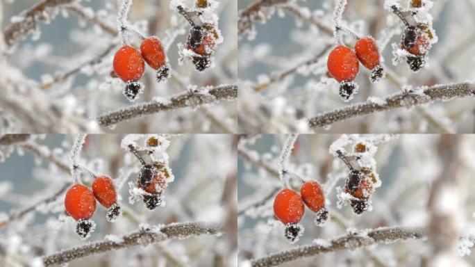 冬天的红玫瑰臀部覆盖着霜雪