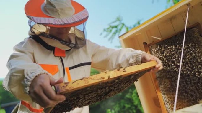 穿着防护服的高加索女养蜂人检查蜂箱中的蜂窝框架。女养蜂人收获蜂蜜，并在养蜂场与蜜蜂一起工作。蜂场，蜂