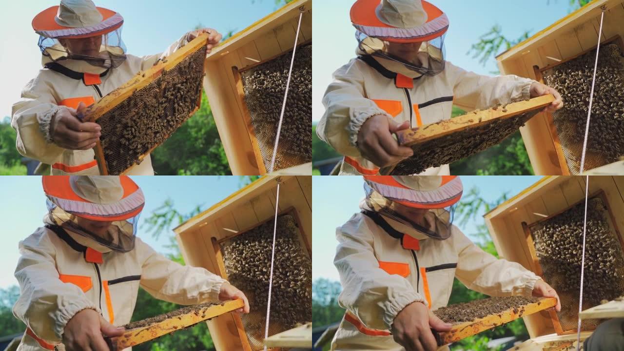 穿着防护服的高加索女养蜂人检查蜂箱中的蜂窝框架。女养蜂人收获蜂蜜，并在养蜂场与蜜蜂一起工作。蜂场，蜂