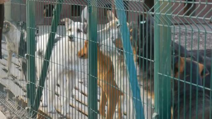 雄性手通过栅栏喂一群狗。庇护。铁笼里的流浪狗。贫穷和饥饿的流浪狗和城市自由放养的狗。监狱里的野狗。