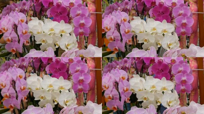 在植物园中展出精美的白色和淡紫色粉红色兰花