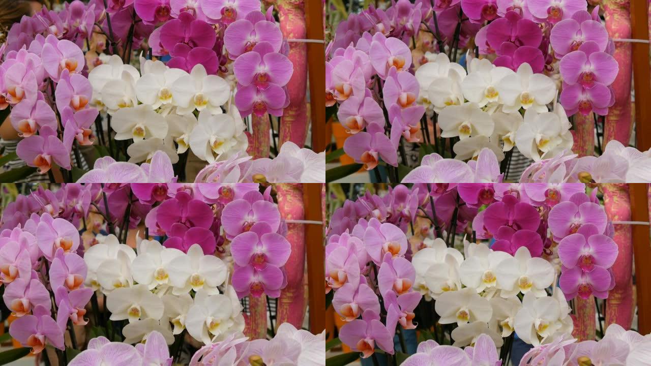 在植物园中展出精美的白色和淡紫色粉红色兰花