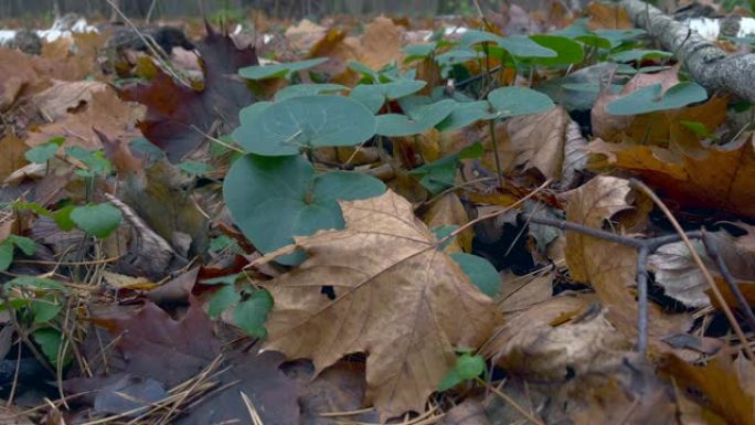 Asarabacca在森林地板上的叶子